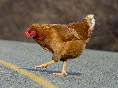 Best chicken road 2 casino in Spain